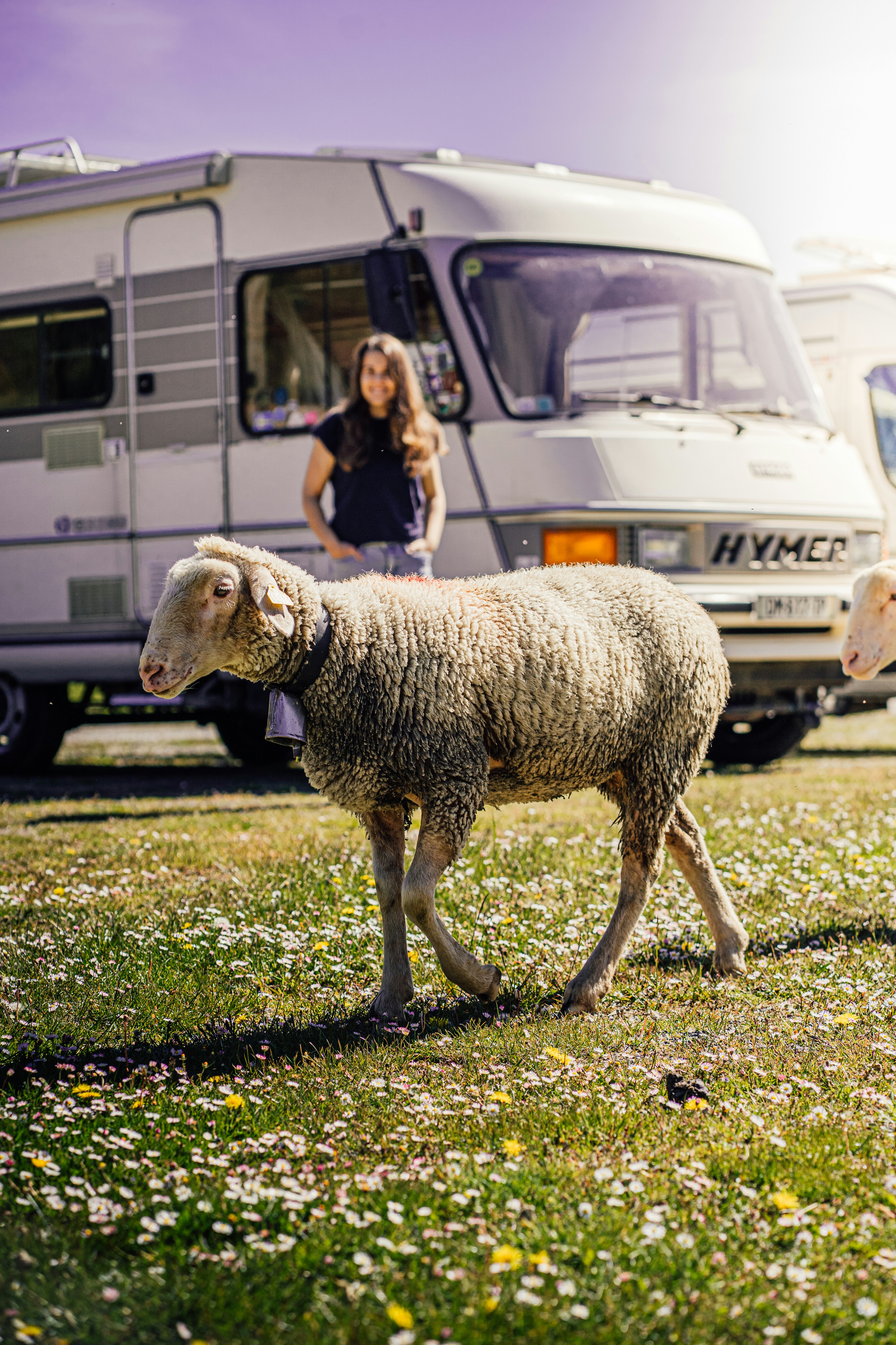 Motorhome on a country road beside grazing sheep