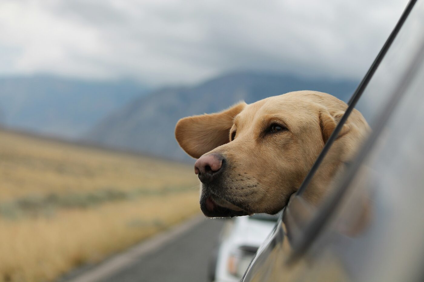 Dog enjoying the view from a motorhome window
