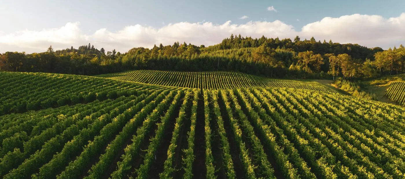 Vineyard rows in low sun