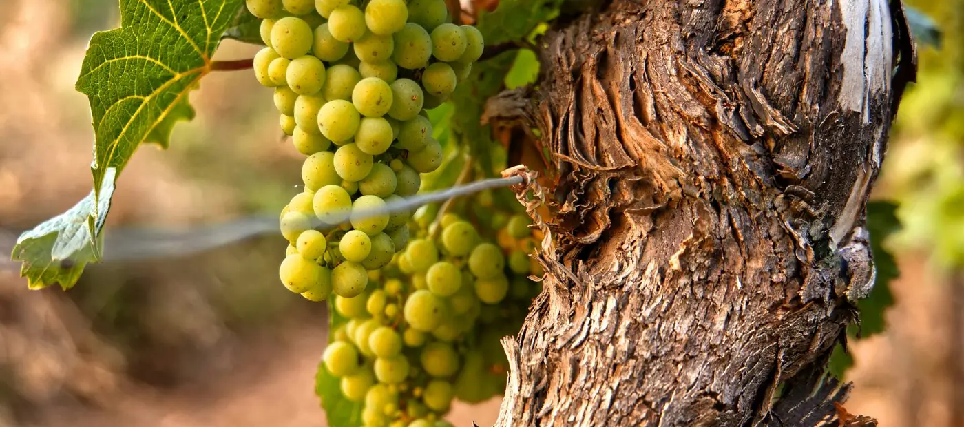 Grapes on the vine