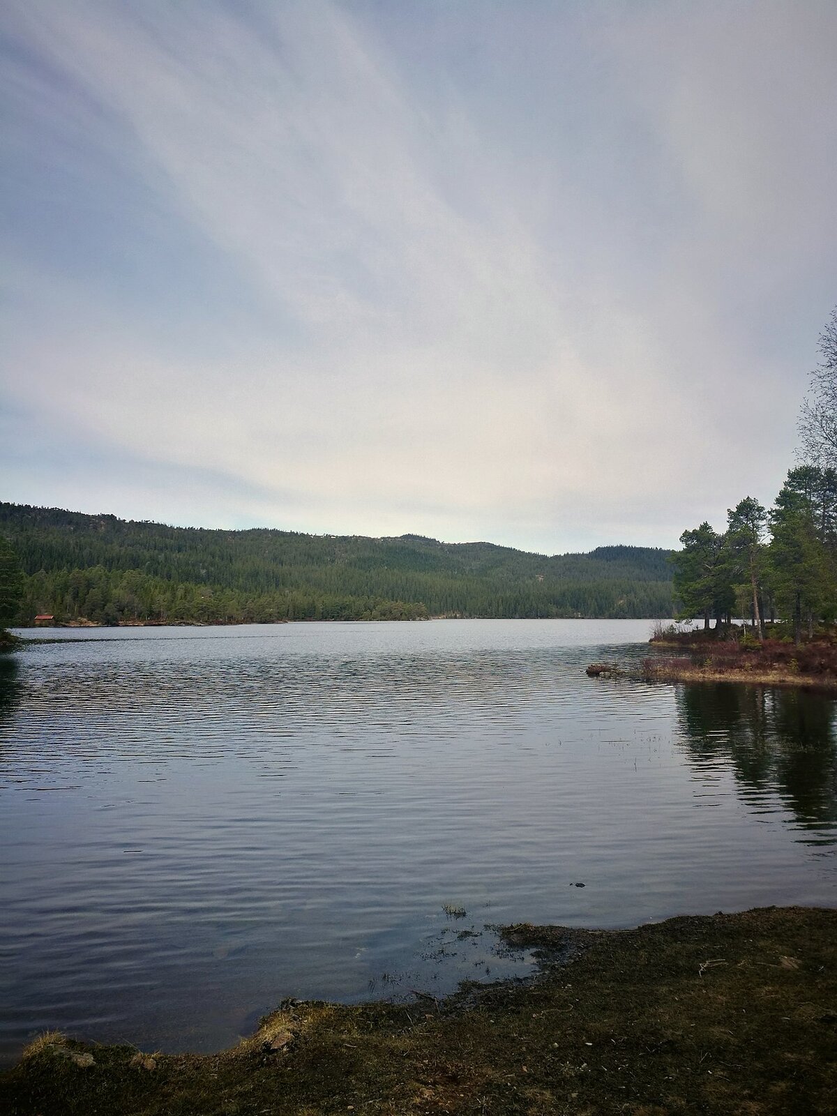 Summer lake in Bymarka forest